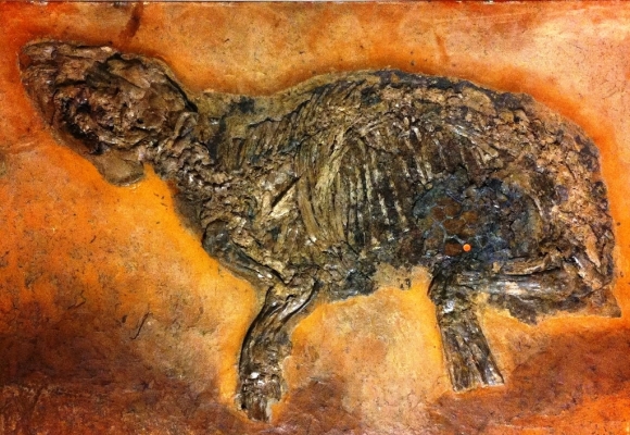 messel 2013 - Propaleotherium parvulum (petit cheval archaïque) - Photo jacques Dillon