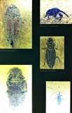 messel 2013 - Insectes - Photo jacques Dillon