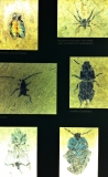 messel 2013 - Insectes - Photo jacques Dillon