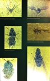 messel 2013 - Insectes - Photo jacques Dillon