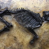 Propaleotherium hassiacum - petit cheval primitif
