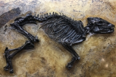 Propaleotherium hassiacum - petit cheval primitif