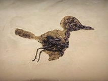 Oiseau ...