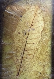 Feuille ?