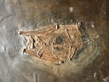 Paleochiropteryx tupaiodon - Genre de Chauve-souris