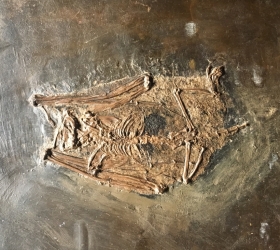 Paleochiropteryx tupaiodon - Genre de Chauve-souris