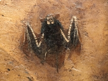 Paleochiropteryx tupaiodon - Genre de Chauve-souris