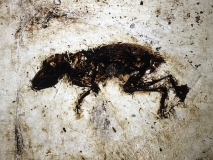 Macrocranion tenerum - mammifère