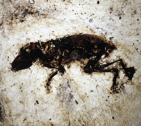 Macrocranion tenerum - mammifère