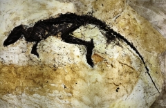 Leptictidium tobieni . insectivore