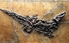 Diplocynodon deponiae - genre de caïman
