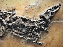 Diplocynodon deponiae - genre de caïman