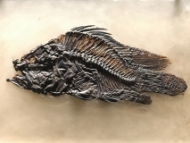 Amphiperca multiformis - Genre de Perche