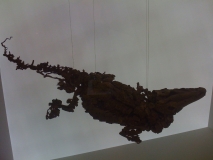 messel 2013 - Diplocynodon darwini (crocodile) - Photo jacques Dillon