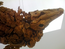 messel 2013 - Diplocynodon darwini (crocodile) - Photo jacques Dillon