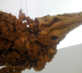 messel 2013 - Diplocynodon darwini (crocodile) - Photo jacques Dillon