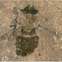 Hirmoneura messelense - pollen trouvé dans le ventre de cette mouche découverte en 2021