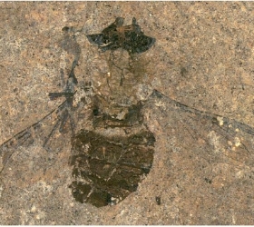 Hirmoneura messelense - pollen trouvé dans le ventre de cette mouche découverte en 2021