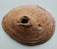 Diodora