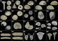 Microfossiles, Grignon - Planche Delphin