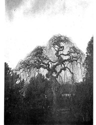 Sophora japonica var pendula, arbre aux pagodes pleureur (1889) - Photo de Pierre Mouillefert créateur de l'arboretum en 1871