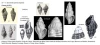 Suessionia asperula asperula - Compilation JPC