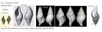 Syphopsis striolata - Compilation JPC