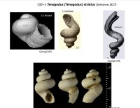 Tenagodes striatus - Compilation JPC et JMP
