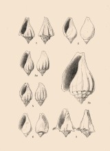 Volutidae - Claude L.