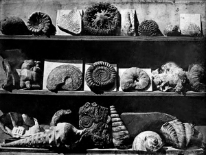 Fossiles et coquillages, daguerréotype de Louis Daguerre. Musée des arts et métiers. Cnam/photo Pascal Faligot