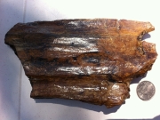 Bois fossile après nettoyage. Photo Jacques D.