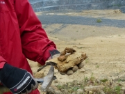 Extraction du bois fossile.