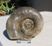Lytoceras Fimbriatum trouvée par Nadine au pied du front de taille Piensbachien