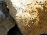 Pecten in situ