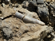 Rostre de bélemnite brisé