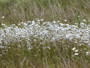 Alors, que dire d'un champ.... de marguerites!