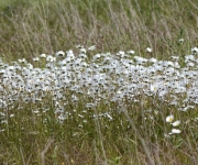 Alors, que dire d'un champ.... de marguerites!
