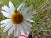 La marguerite chère au coeur de Monique