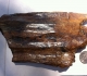 Bois fossile après nettoyage. Photo Jacques D.