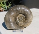 Lytoceras Fimbriatum trouvée par Nadine au pied du front de taille Piensbachien