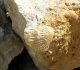 Pecten in situ