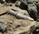 Rostre de bélemnite brisé