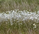 Alors, que dire d'un champ.... de marguerites!
