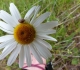 La marguerite chère au coeur de Monique