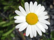 Marguerite