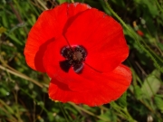 Coquelicot