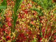Petit géranium ou Herbe à Robert