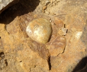 Entolium dans calcaire oolithique ferrugineux