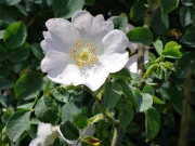 Eglantier blanc