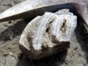 Loges épigénisées en calcite